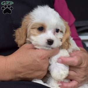 Cinnamon, Cavachon Puppy